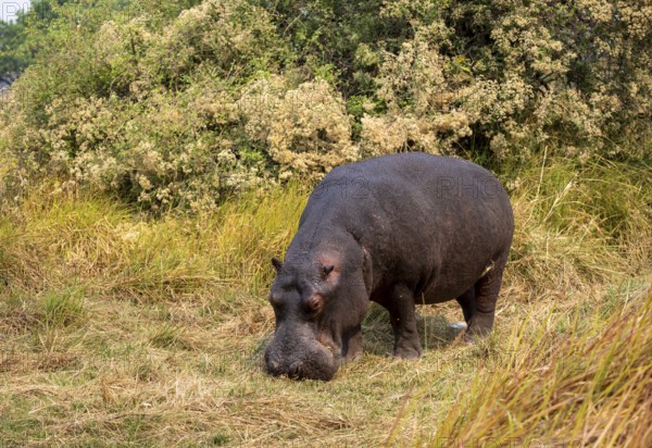Hippopotamus (Hippopatamus amphibius), grazing in a meadow, Okavango Delta, Moremi Game Reserve, Botswana