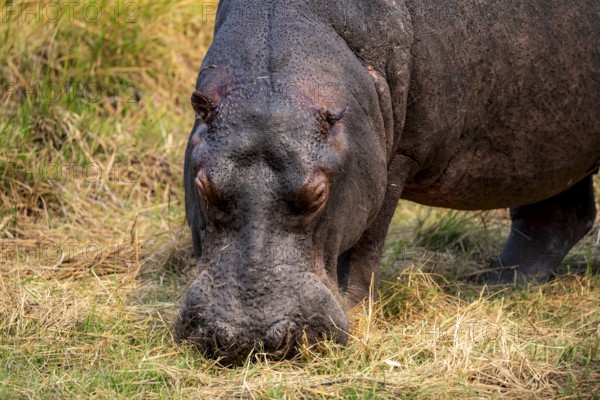 Hippopotamus (Hippopatamus amphibius), grazing in a meadow, animal portrait, Okavango Delta, Moremi Game Reserve, Botswana