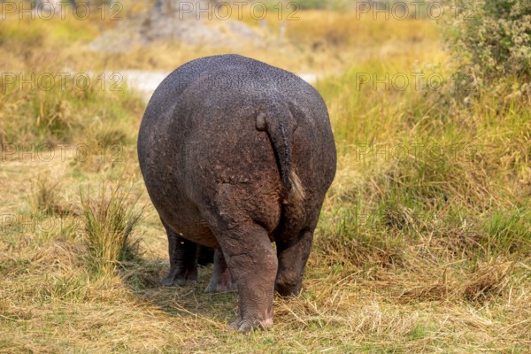 Hippopotamus (Hippopatamus amphibius), grazing in a meadow from behind, animal portrait, Okavango Delta, Moremi Game Reserve, Botswana