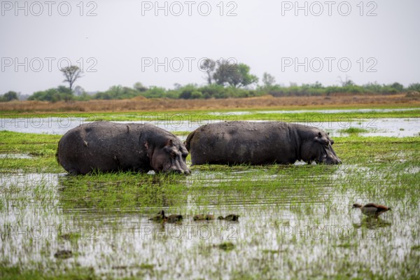 Hippos (Hippopatamus amphibius) grazing in the shallow water of a lake, Okavango Delta, Moremi Game Reserve, Botswana
