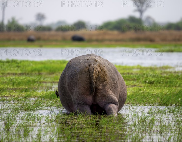 Hippopotamus (Hippopatamus amphibius), grazing in the shallow water of a lake, from behind, Okavango Delta, Moremi Game Reserve, Botswana