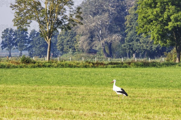 A stork (Ciconiidae) stands in a meadow in front of a row of trees in a rural setting, Steinhude, Lower Saxony
