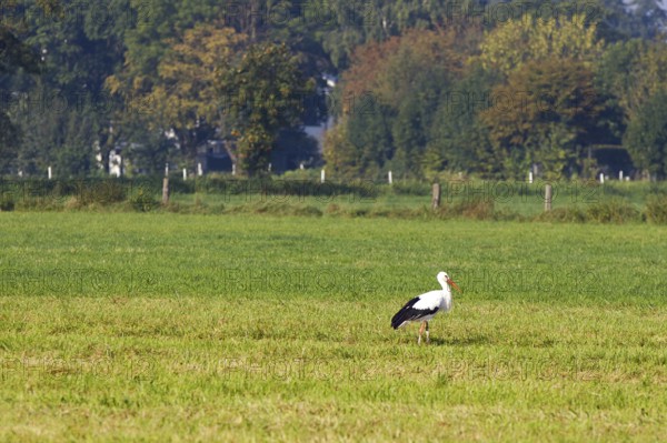 A single stork (Ciconiidae) stands in a green meadow against a wooded background, Steinhude