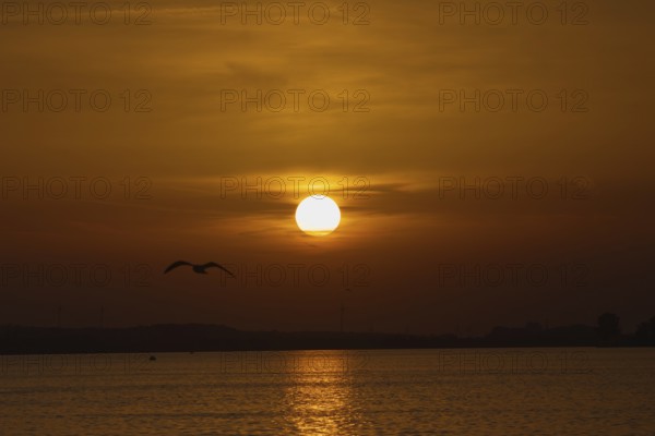 Tranquil scene with sunset and bird flying over the sea in orange light, Steinhude, Steinhuder Meer