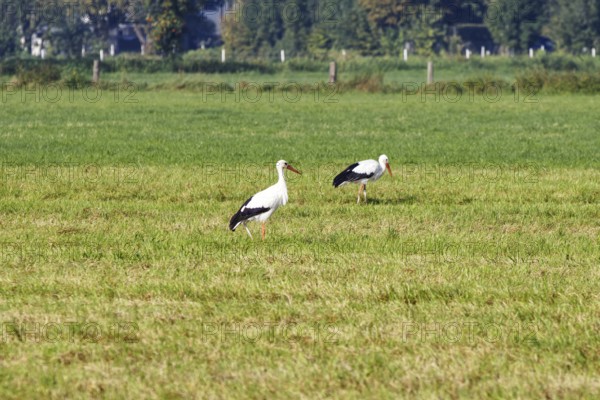 Two storks stand on a green field in a quiet landscape, Steinhude