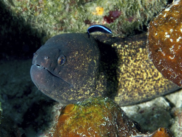 Moray eel, sooty moray eel (Gymnothorax flavimarginatus) hides in the reef and is cared for by a small, blue cleaner fish. Dive site Close Encounters, Permuteran, Bali, Indonesia
