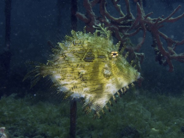 An interestingly camouflaged filefish, jewellery filefish (Chaetodermis penicilligerus), swims in the dark water. Dive site Secret Bay, Gilimanuk, Bali, Indonesia