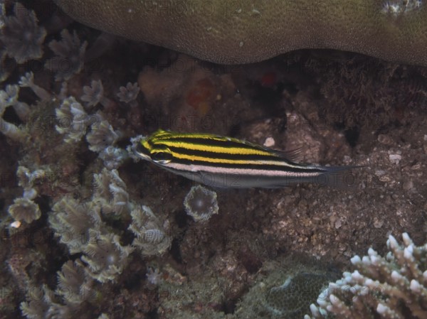 A striped fish, sash snapper (Scolopsis bilineata), swims over corals. Dive site Spice Reef, Penyapangan, Bali, Indonesia
