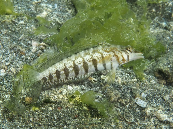 A sand perch, blackspotted sand perch (Parapercis millepunctata) over a sandy substrate with green plants. Dive site Secret Bay, Gilimanuk, Bali, Indonesia