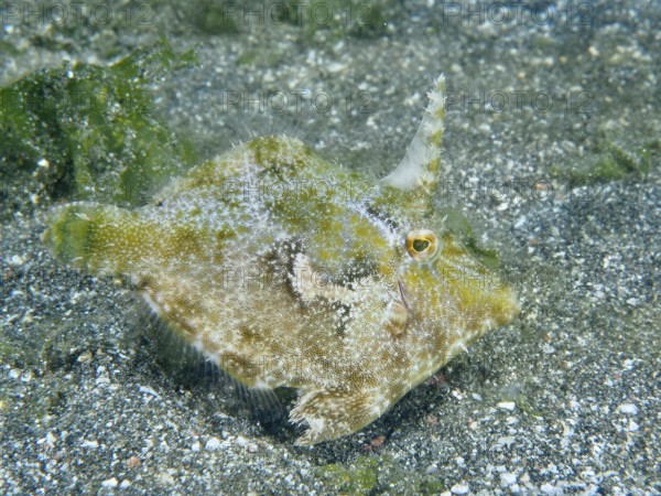 A filefish, seagrass filefish (Acreichthys tomentosus) swims over a gravelly bottom. Dive site Secret Bay, Gilimanuk, Bali, Indonesia