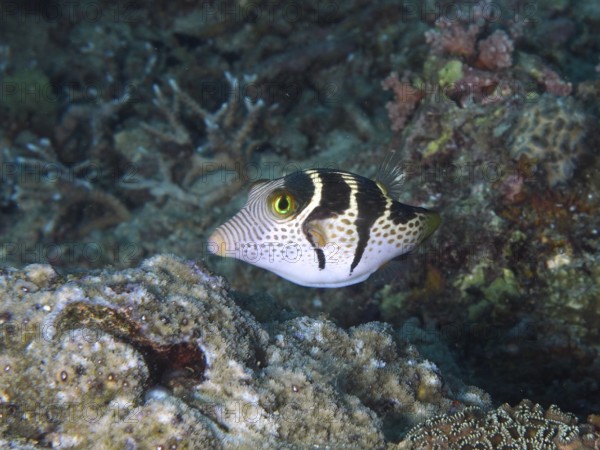 Fish with a distinctive pattern, saddle point pufferfish (Canthigaster valentini), swimming over corals on the seabed. Dive site Spice Reef, Penyapangan, Bali, Indonesia