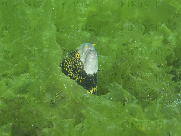 A curious moray eel, star-spotted moray (Echidna nebulosa), peers out from between the dense green algae. Dive site Secret Bay, Gilimanuk, Bali, Indonesia
