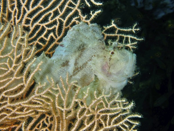 A fish, rocking fish (Taenianotus triacanthus), is well camouflaged on a soft coral. Dive site Pidada, Penyapangan, Bali, Indonesia