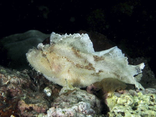 A white fish, rocking fish (Taenianotus triacanthus), on a coral reef. Dive site Pidada, Penyapangan, Bali, Indonesia