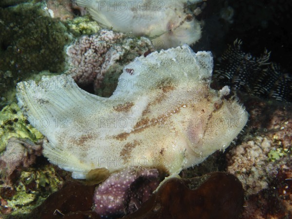 A pale-coloured fish, rocking fish (Taenianotus triacanthus), rests on coral. Dive site Pidada, Penyapangan, Bali, Indonesia