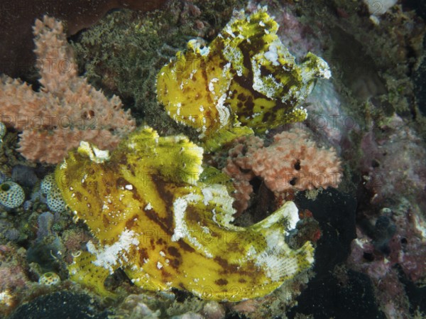 Two yellow camouflaged fishes, rocking fish (Taenianotus triacanthus), in a coral reef. Dive site Pidada, Penyapangan, Bali, Indonesia