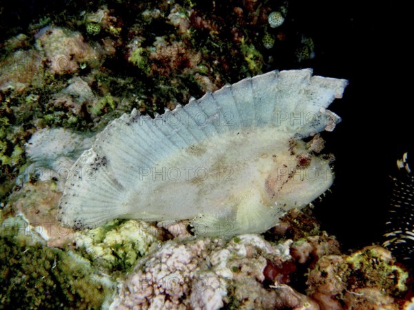 A flat, transparent-looking fish, rocking fish (Taenianotus triacanthus), on a coral reef. Dive site Pidada, Penyapangan, Bali, Indonesia