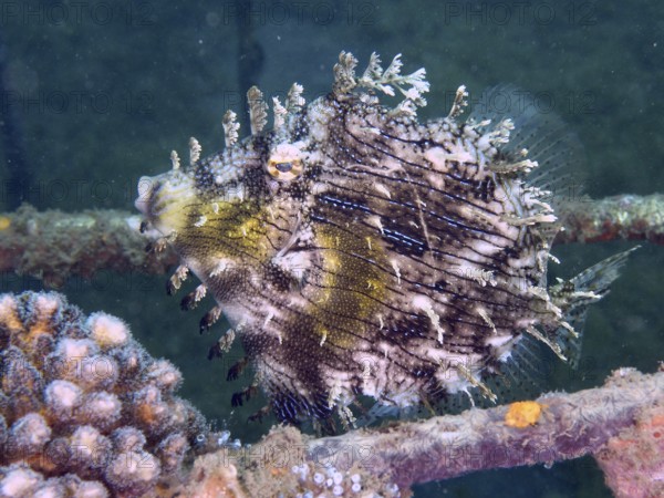 A camouflaged filefish with a fascinating pattern, jewellery filefish (Chaetodermis penicilligerus), swimming next to corals. Dive site Secret Bay, Gilimanuk, Bali, Indonesia
