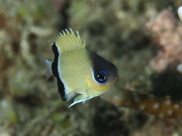 Small damselfish, blackband damselfish (Pycnochromis retrofasciatus) swimming in the coral reef. Dive site Prapat, Penyapangan, Bali, Indonesia