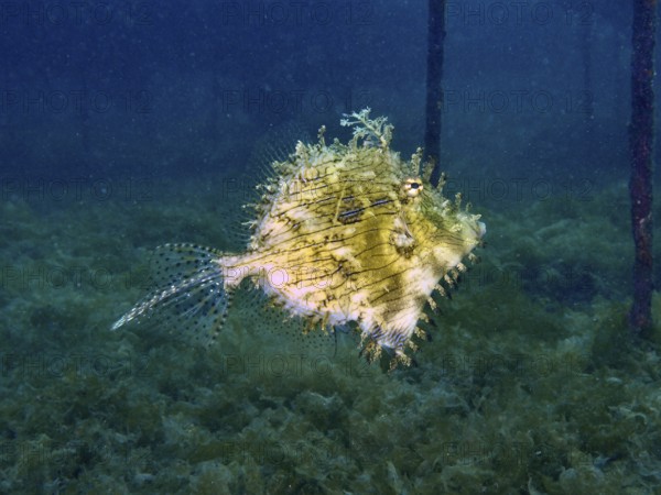 A single filefish, jewellery filefish (Chaetodermis penicilligerus), swims in clear water surrounded by dark blue. Dive site Secret Bay, Gilimanuk, Bali, Indonesia
