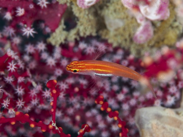 A bright red fish, black-bellied goby (Eviota atriventris), swims in colourful corals. Dive site Prapat, Penyapangan, Bali, Indonesia