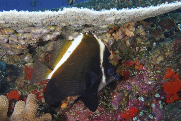 A black and white fish, Horned bannerfish (Heniochus varius), swims in a lively underwater area. Dive site Toyapakeh, Nusa Ceningan, Nusa Penida, Bali, Indonesia