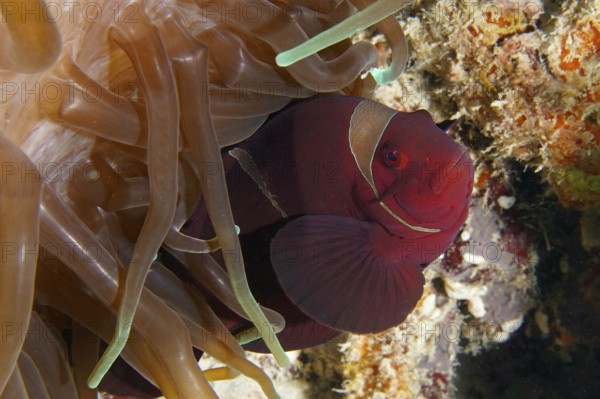 Red fish, velvet anemonefish, spiny anemonefish (Amphiprion biaculeatus), hiding between the tentacles of a brown sea anemone in a coral reef. Dive site Coral Garden, Menjangan, Bali, Indonesia