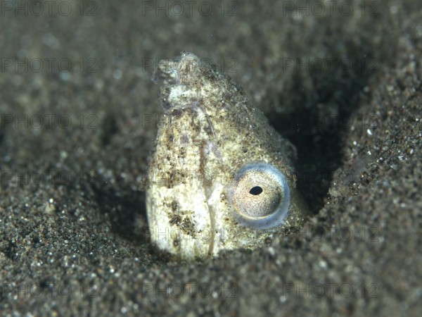 A snake eel, sand snake eel (Ophichthus altipennis) hiding in the sand. Dive site House Reef, Penyapangan, Bali, Indonesia