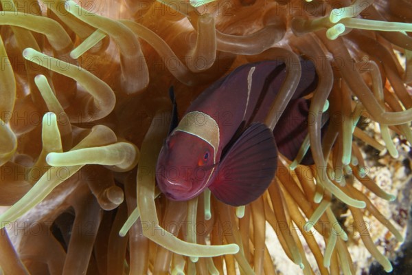 Red fish, velvet anemonefish, spiny anemonefish (Amphiprion biaculeatus), between green and brown tentacles of a sea anemone in a coral reef. Dive site Coral Garden, Menjangan, Bali, Indonesia