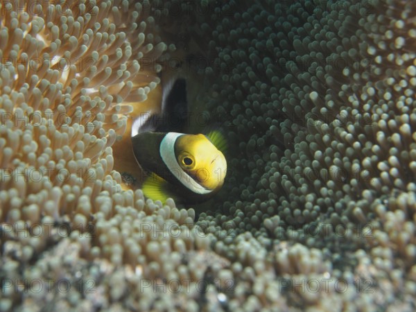 A clownfish, saddle spot anemonefish (Amphiprion polymnus), hides between the tentacles of an anemone in the sea. Dive site Puri Jati, Umeanyar, Bali, Indonesia