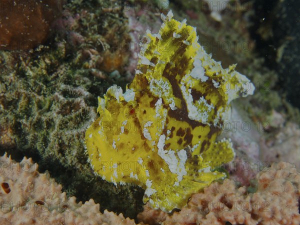 A yellow camouflaged fish, rocking fish (Taenianotus triacanthus), rests on corals. Dive site Pidada, Penyapangan, Bali, Indonesia