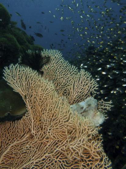 A well-camouflaged fish, a rocking fish (Taenianotus triacanthus), lurks for prey in a giant fan coral (Annella mollis), glass fish swim above it, dive site Pidada, Penyapangan, Bali, Indonesia