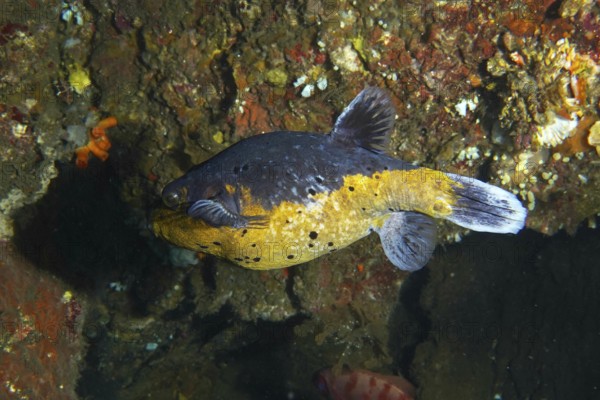 A colourful fish with yellow and black spots, blackspotted pufferfish (Arothron nigropunctatus), swimming along a rock face. Dive site USAT Liberty, Tulamben, Bali, Indonesia