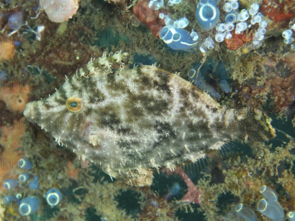 A fish with complex patterns, seagrass filefish (Acreichthys tomentosus), surrounded by corals and marine plants. Dive site Secret Bay, Gilimanuk, Bali, Indonesia