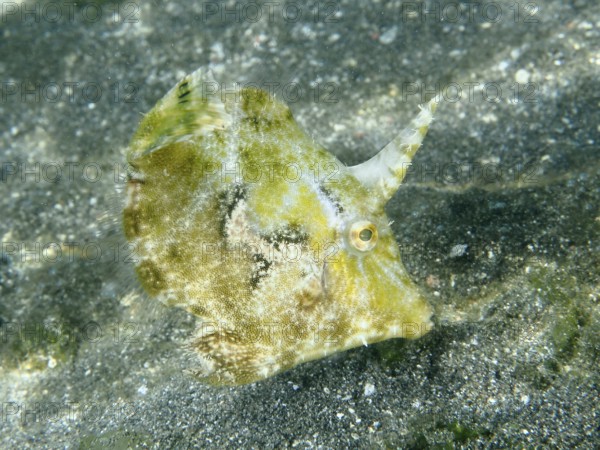 A green filefish, seagrass filefish (Acreichthys tomentosus), swims above the sandy seabed. Dive site Secret Bay, Gilimanuk, Bali, Indonesia