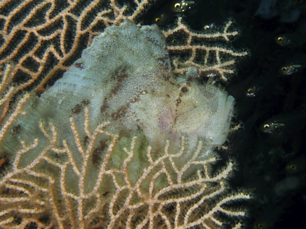 Camouflaged fish, rocking fish (Taenianotus triacanthus) in a soft coral. Dive site Pidada, Penyapangan, Bali, Indonesia