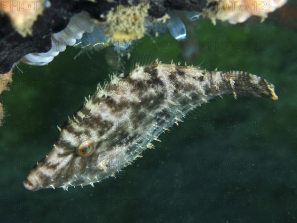 A filefish, seagrass filefish (Acreichthys tomentosus), in front of a green background. Dive site Secret Bay, Gilimanuk, Bali, Indonesia