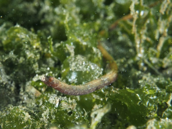 A Nilsson's pipefish, spiny-snouted pipefish (Halicampus spinirostris) in the shelter of lush seaweed. Dive site Secret Bay, Gilimanuk, Bali, Indonesia