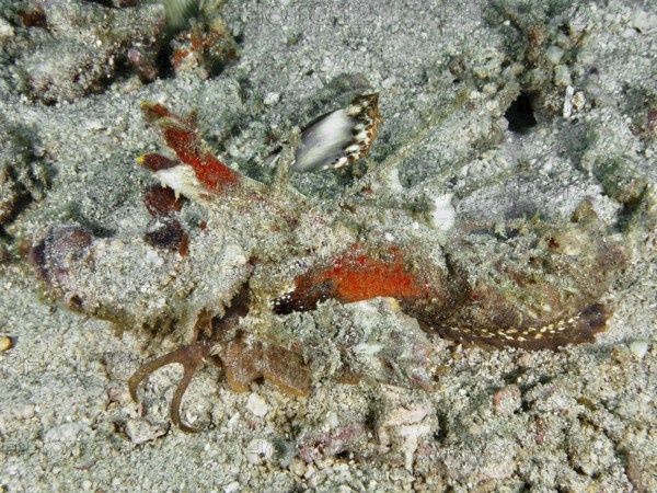 A well-camouflaged spiny devil fish (Inimicus didactylus) lies on the sandy seabed. Dive site Pidada, Penyapangan, Bali, Indonesia