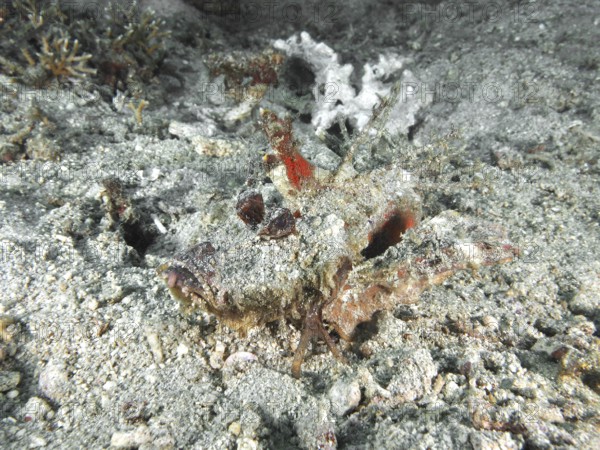 A camouflaged spiny devil fish (Inimicus didactylus) lies almost invisible on the sandy seabed. Dive site Pidada, Penyapangan, Bali, Indonesia