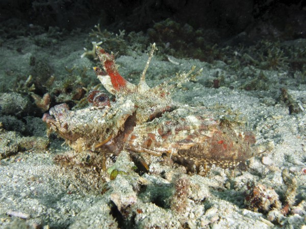 A spiny devil fish (Inimicus didactylus) camouflages itself perfectly in the sandy and rocky seabed. Dive site Pidada, Penyapangan, Bali, Indonesia