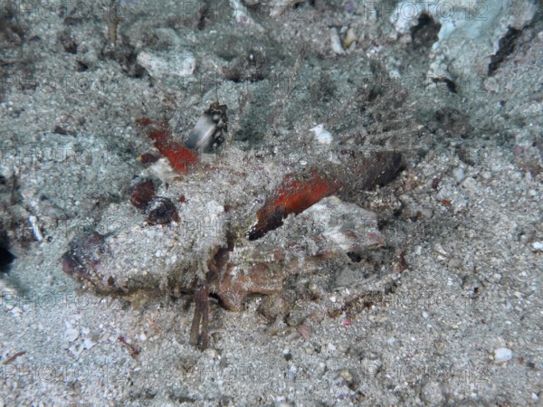 A well-camouflaged spiny devil fish (Inimicus didactylus) rests on the sandy and rocky seabed. Dive site Pidada, Penyapangan, Bali, Indonesia