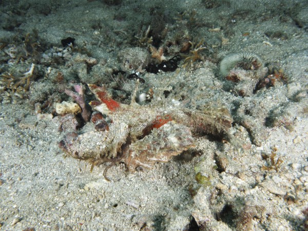 A spiny devil fish (Inimicus didactylus), well camouflaged, lies hidden in the sand. Dive site Pidada, Penyapangan, Bali, Indonesia