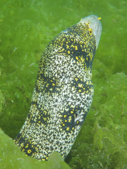 A moray eel, star-spotted moray (Echidna nebulosa), in the green seaweed sea shows its spotted scales. Dive site Secret Bay, Gilimanuk, Bali, Indonesia