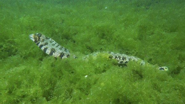 An elongated moray eel, star-spotted moray eel (Echidna nebulosa), moves hidden through dense algae. Dive site Secret Bay, Gilimanuk, Bali, Indonesia