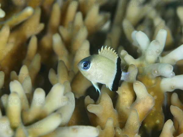 Small, black and white damselfish, blackbanded damselfish (Pycnochromis retrofasciatus), swimming between coral branches in the sea. Dive site Close Encounters, Permuteran, Bali, Indonesia