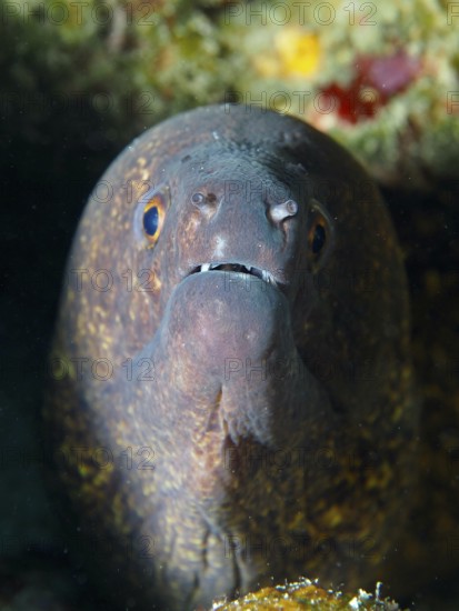 Moray eel, sooty moray eel (Gymnothorax flavimarginatus) protrudes from its cave in the reef. Dive site Close Encounters, Permuteran, Bali, Indonesia