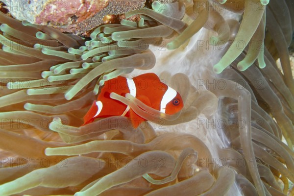 Orange skunk clownfish with white stripes, velvet anemonefish, spiny anemonefish (Amphiprion biaculeatus), juvenile, between green tentacles of a sea anemone in a reef. Dive site Coral Garden, Menjangan, Bali, Indonesia
