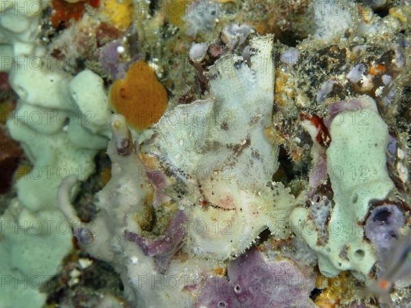 Camouflaged fish, rocking fish (Taenianotus triacanthus), almost invisible between colourful corals and sponges. Dive site Close Encounters, Permuteran, Bali, Indonesia