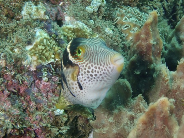 A colourful pufferfish with a striking pattern, saddle point pufferfish (Canthigaster valentini), swims between corals. Dive site Prapat, Penyapangan, Bali, Indonesia
